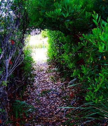 green tunnel