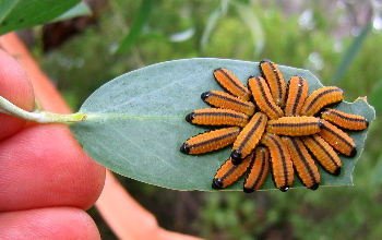 caterpillar 1