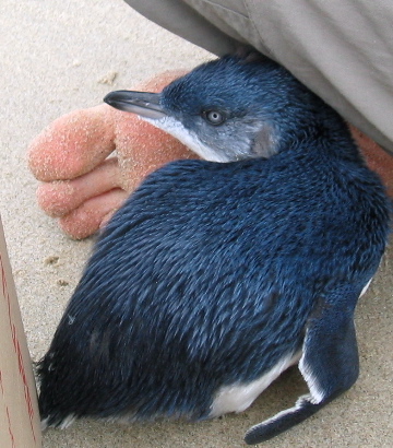 fairy penguin