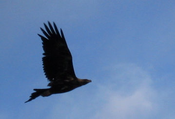 wedge tail eagle